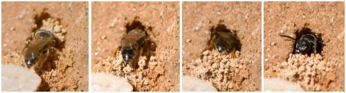 Lasioglossum sp.